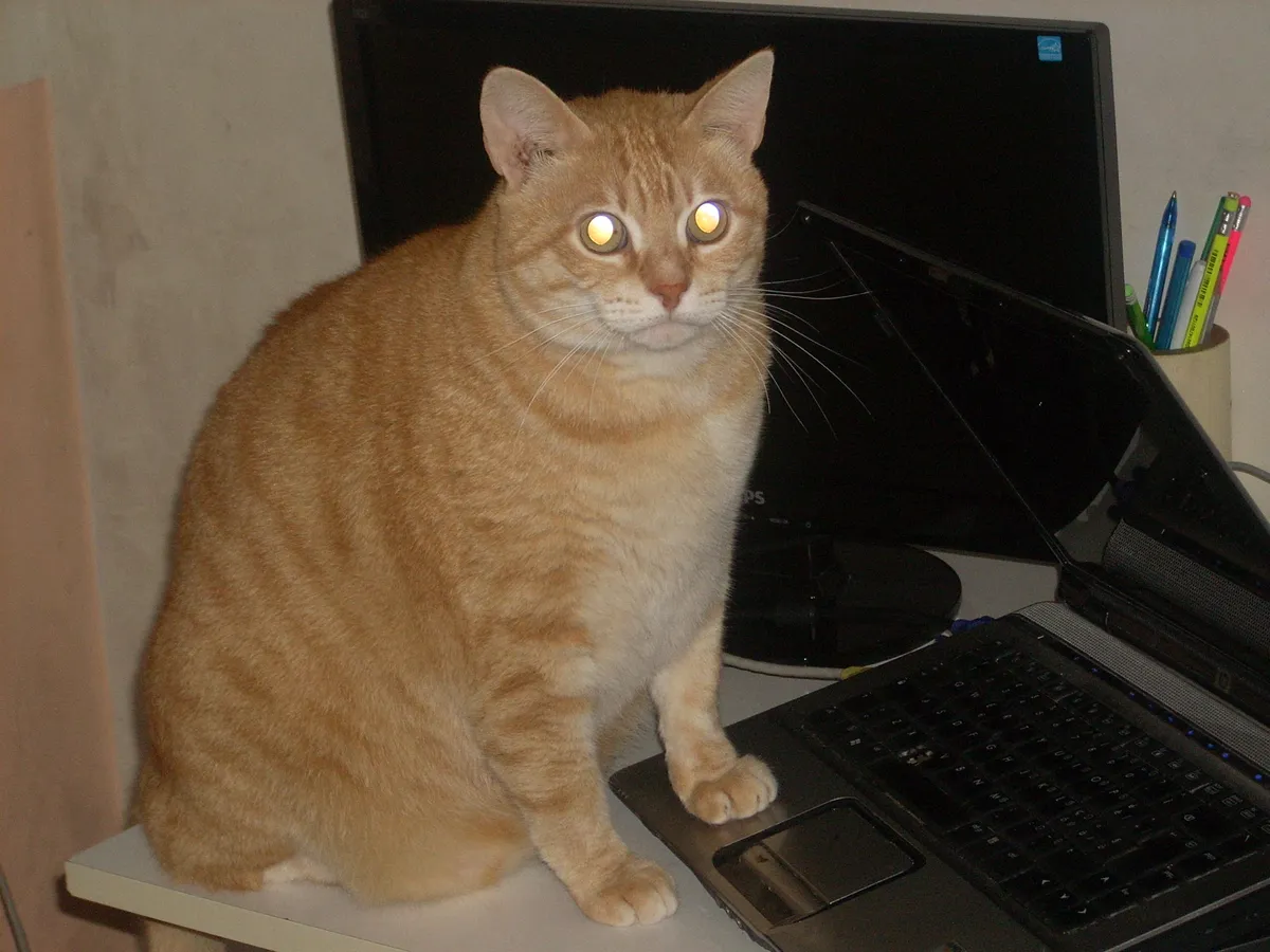 パソコンを操作する猫のイメージ写真